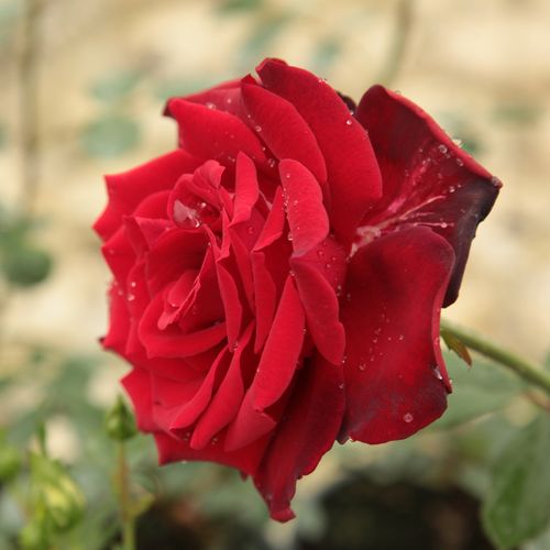Ciemnoczerwony - Róże pienne - z kwiatami hybrydowo herbacianymi - korona równomiernie ukształtowana